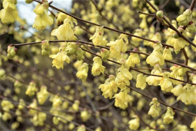 I racemi dei fiori di C. pauciflora