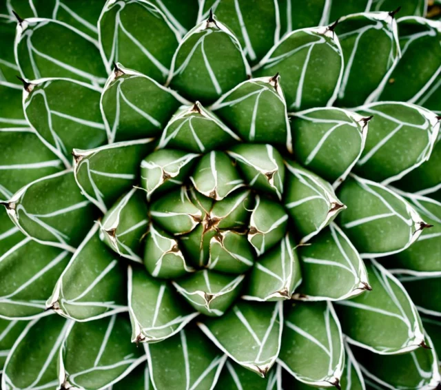 Agave victoria-reginae