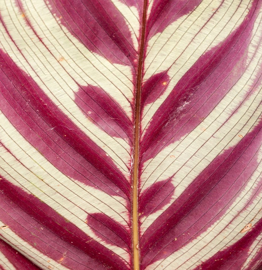 La pagina inferiore della lamina foliare di Calathea makoyana