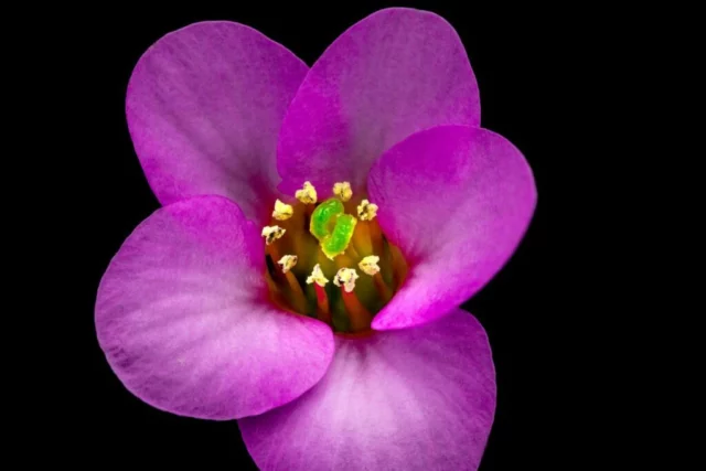 Macro di un fiore di Bergenia