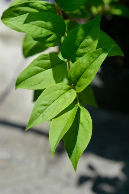 Foglia di Abeliophyllum distichum