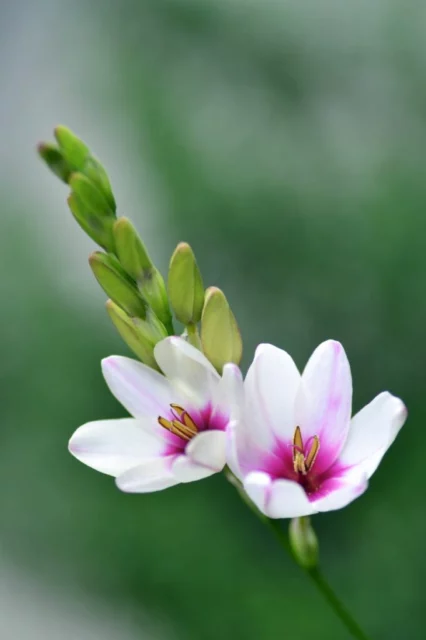 Fiori di Ixia