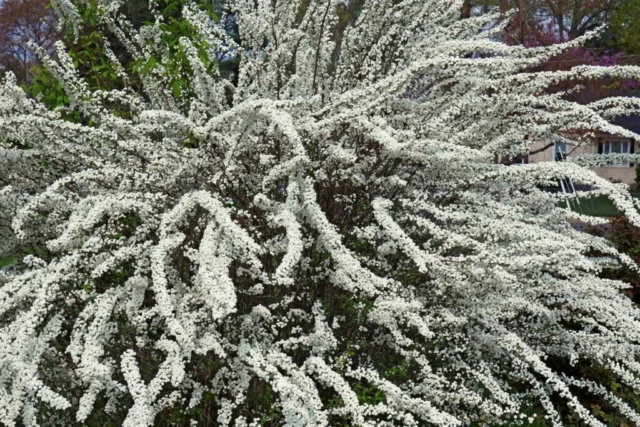 Spiraea prunifolia 'Plena'