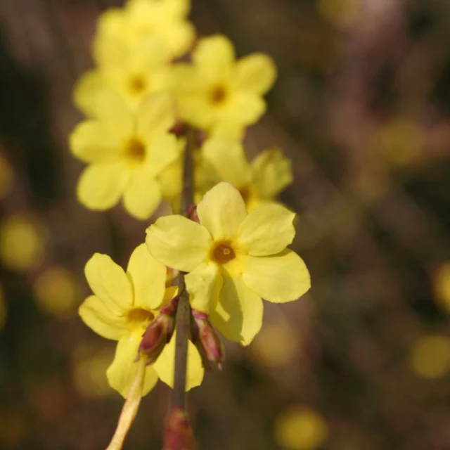 I fiori di Jasminum nudiflorum attirano le api