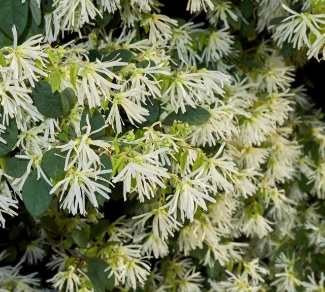 Loropetalum chinense