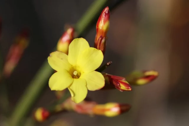 Dettaglio del fiore di J. nudiflorum