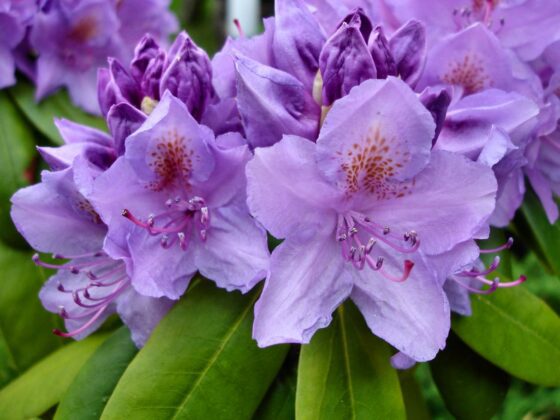 Azalea mollis fiori lilla