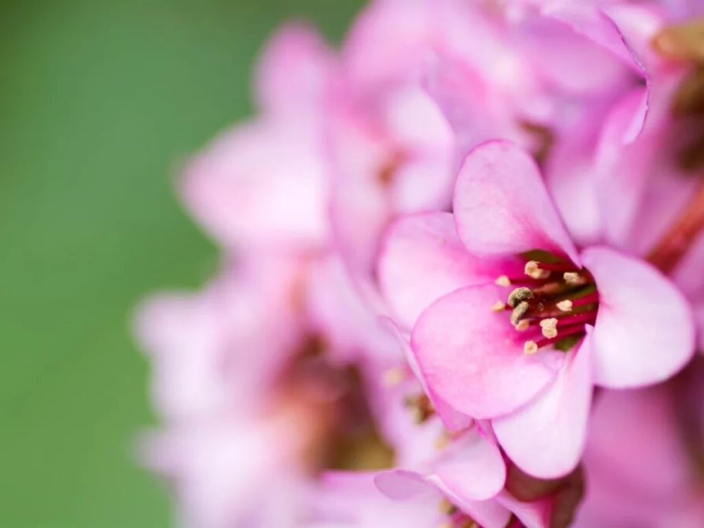 Fiori di Bergenia