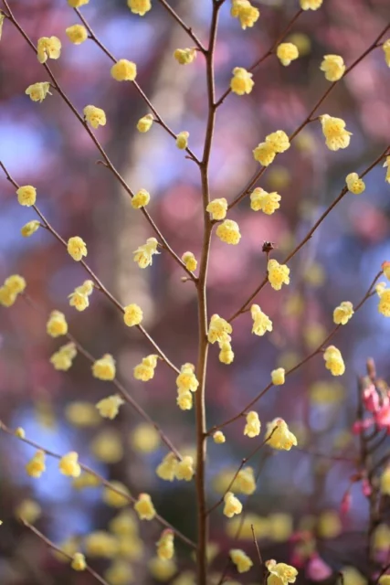 Come una rete cosparsa di fiori