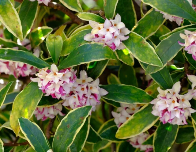 Daphne odora 'Aureomarginata'