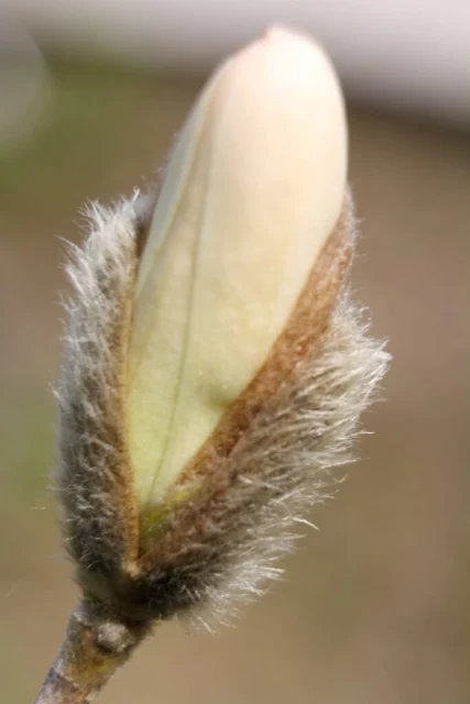 Tegumento dei fiori di M. stellata