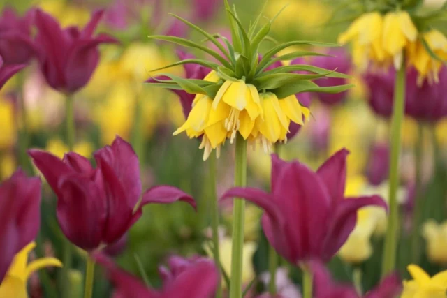 Contrasti con Fritillaria imperialis