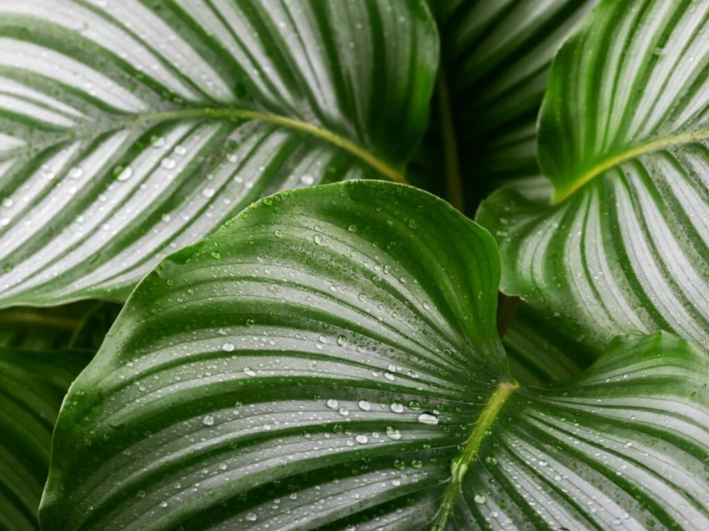 Calathea orbifolia