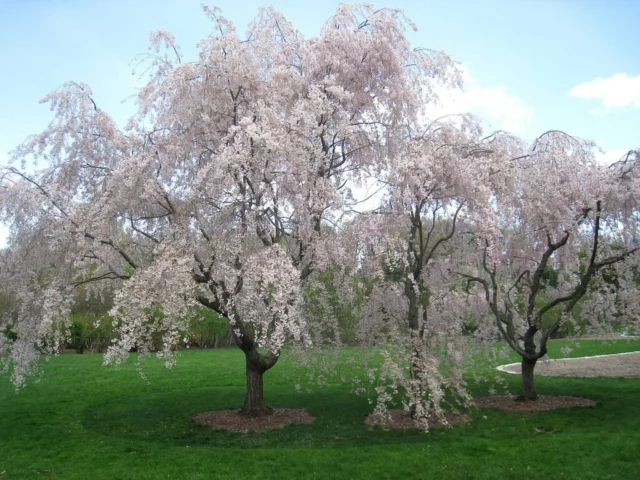 Alberi adulti