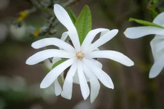 Fiore di Magnolia stellata