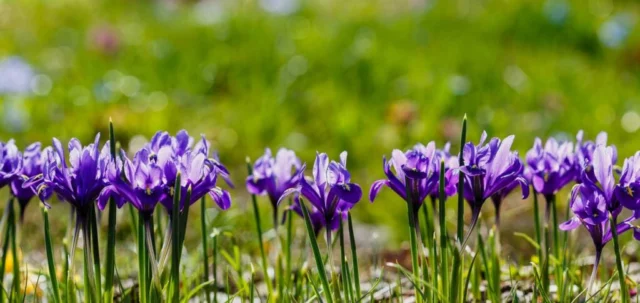 Iris reticulata