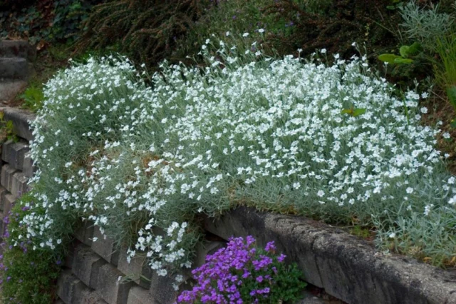 Cerastium tomentosum in bordura