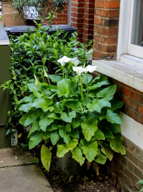 Zantedeschia aethiopica in vaso