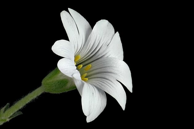 fiore di Cerastium tomentosum