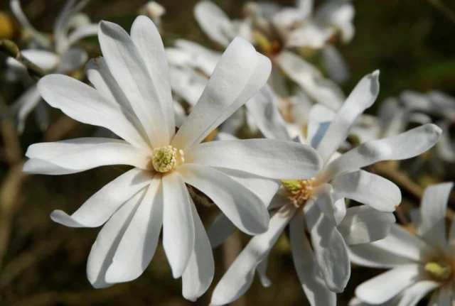 Fiori di Magnolia stellata