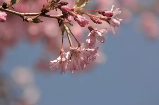 Prunus subhirtella 'Pendula'