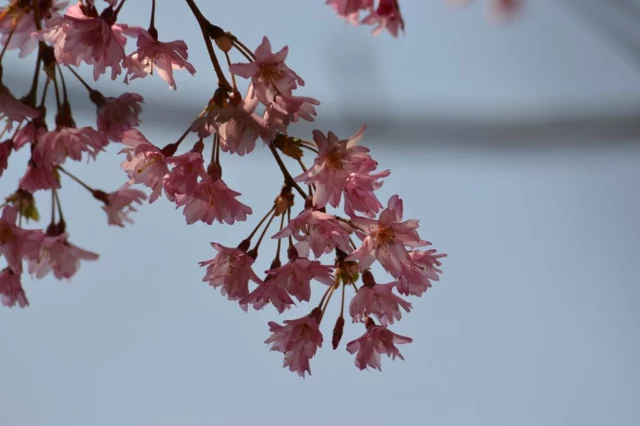 fiori nell'ombra