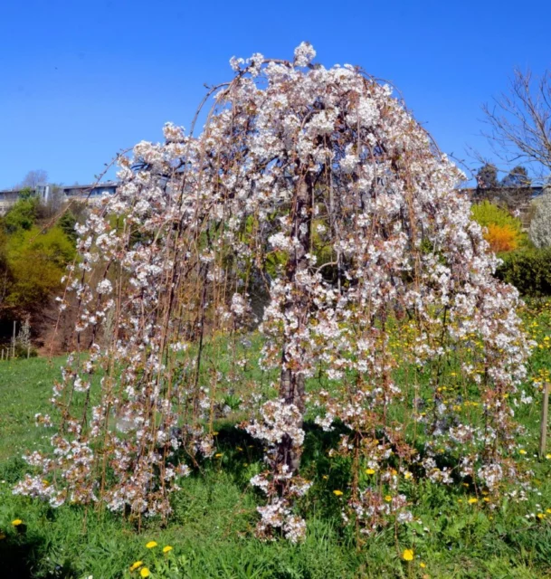 Giovane albero