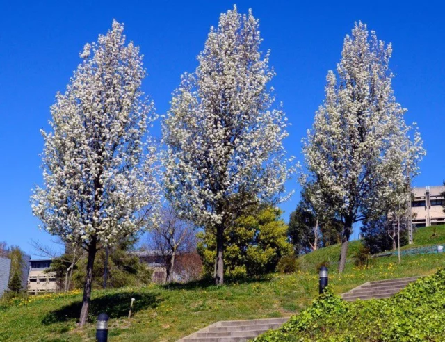 Alberi in fioritura