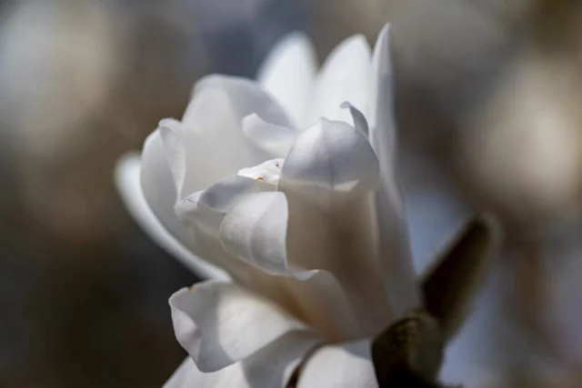 Fiore in fase di apertura