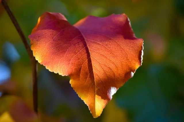 Colorazione autunnale