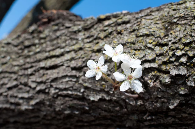 Corteccia di Pyrus calleryana 'Chanticleer'