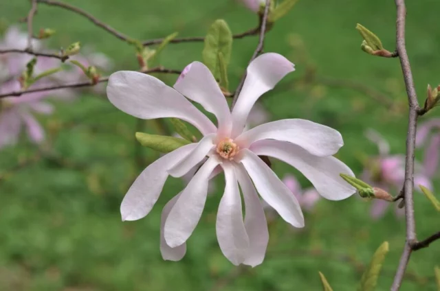 Il fiore di una cultivar