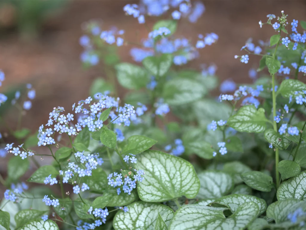 Brunnera macrophylla 'Jack Frost'