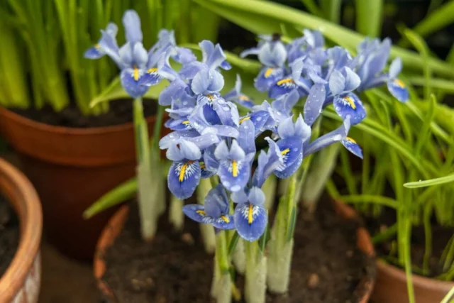 Iris reticulata