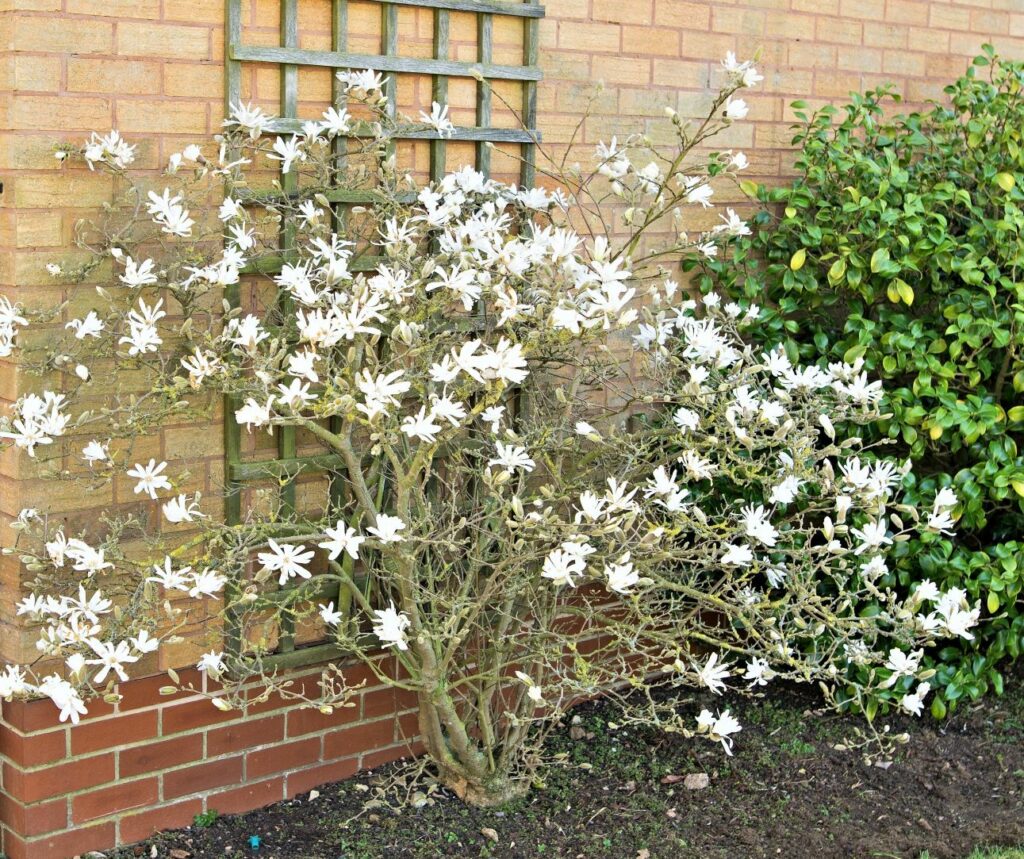 Magnolia stellata fioritura