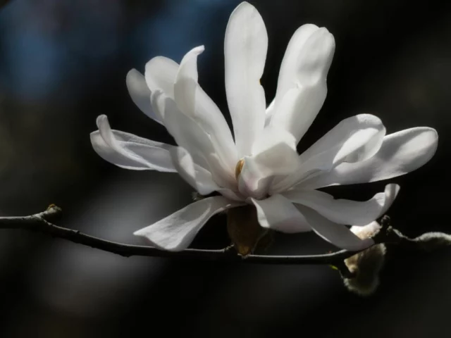 Fiore di Magnolia stellata