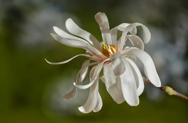 Fiore di M. stellata