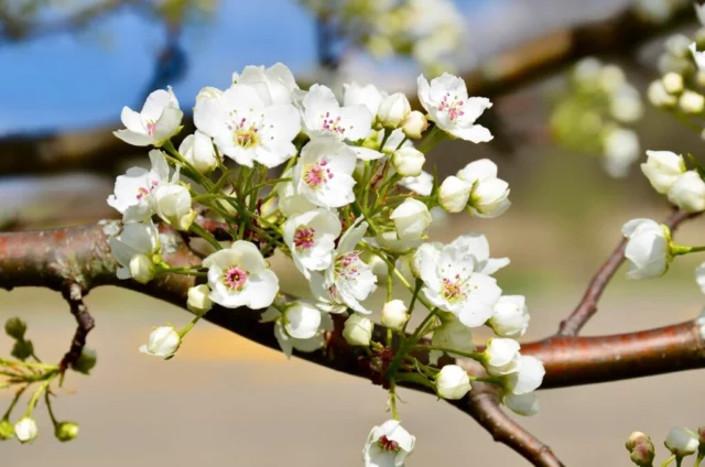 Fiori e rami