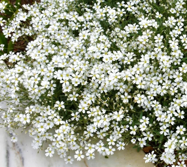 Cascate di fiori