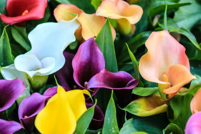 Cultivar di Zantedeschia