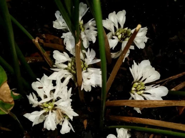 Fiori di C. lancifolia