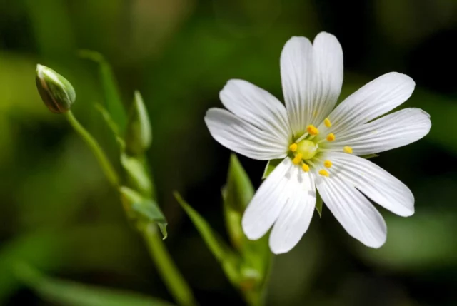 Close-up del fiore