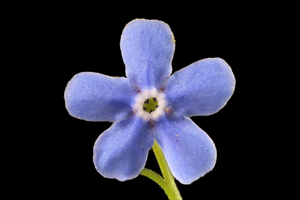 Fiore di Brunnera sibirica