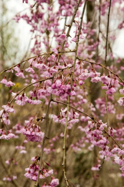 Prunus subhirtella 'Pendula rubra'