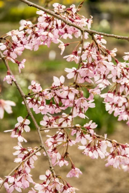 Prunus subhirtella 'Pendula'