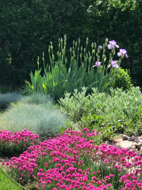 Stachys in un border