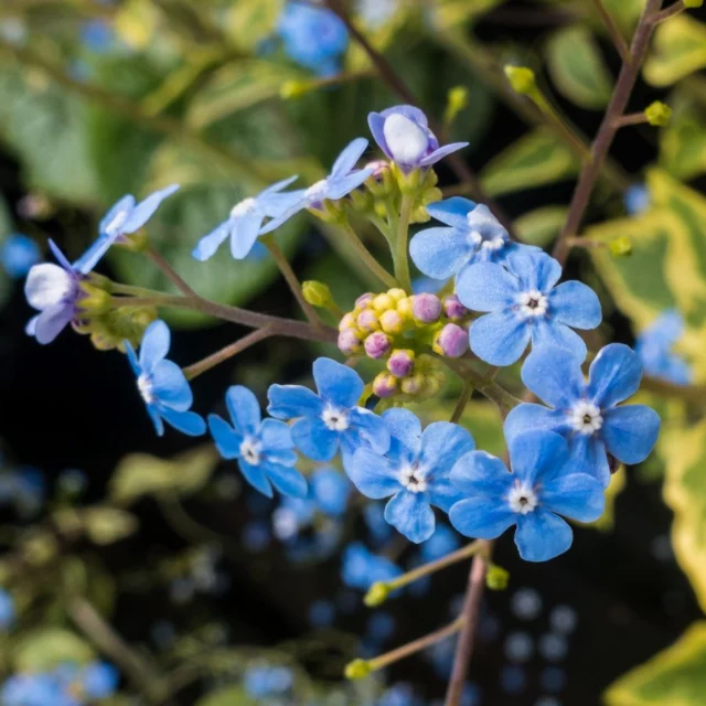 Fiori di B. macrophylla