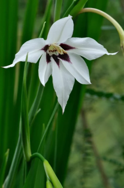 Close-up di un fiore