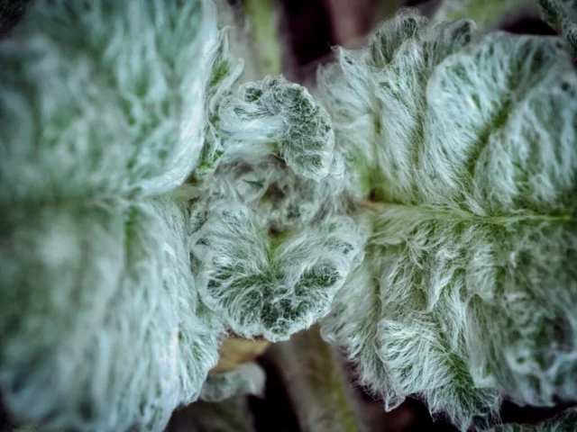 Macro di un ciuffo di foglie