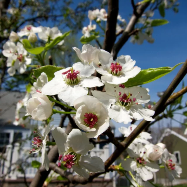 Fiori di Pyrus calleryana 'Chanticleer'